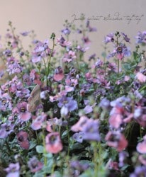 ǥ⡼˥󥰥ߥȡإ᥿å󥸡١⡼ԥ󥯿