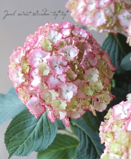 プレミアムフリンジ紫陽花 『レオン・ピンク』 | Flower Species