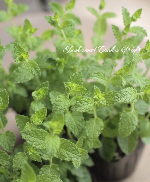 ハーブ 『スペアミント』 | すべての商品 | | Junk sweet Garden tef*tef*