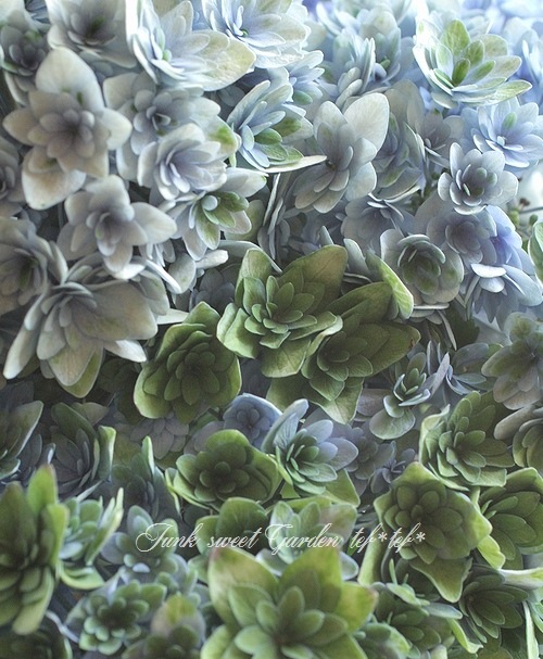 秋色紫陽花品種 『ごきげんよう』 ブルー | すべての商品 | | Junk