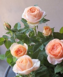 �ߥ˥Х顡�إ٥�ߡ�������ʡ�