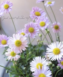 ɺ֥饭ࡦܡߥƥ饤åܥߥƥԥ MIX