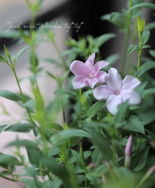 ジャスミン 61llE3boOQL.jpg