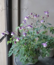 ���륪���ޥ� ��2���餭���ѡ��ץ��