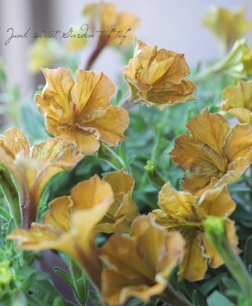 ゲブラさんのペチュニア 『オレンジNEO』 フリル咲き | すべての商品