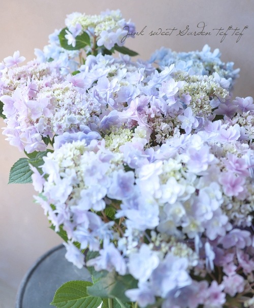 加茂花菖蒲園オリジナル ブーケ咲き紫陽花 『佳澄-カスミ-』 パステル