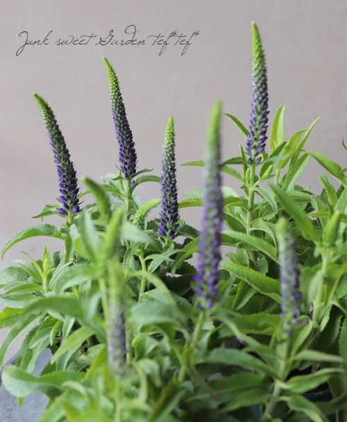 四季咲き宿根ベロニカ 『ハミングバード』 | すべての商品 | | Junk