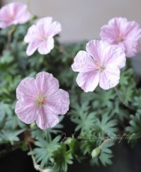 ˥ࡦ󥮥ͥࡡإȥꥢ (ܥΥե)