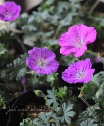 ˥ࡦ󥮥ͥࡡإޥåե饤 (ܥΥե)