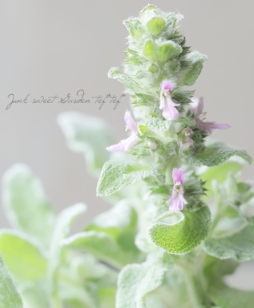 ピンクスモークツリーとリューカデンドロンのシックなリース　ラムズイヤー ピンクスモークツリーとリューカデンドロンのシックなリース