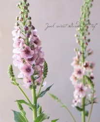 �ɺ���С��Х����ࡡ�إ�������㡼���