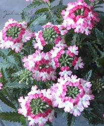 �С��٥ʡ����֥��å���󡡡إĥ���������åɡ�