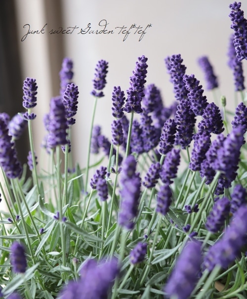 ラベンダー 『カシオペア』 ブルー | すべての商品 | | Junk sweet