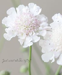 Flower Species,スカビオサ | Junk sweet Garden tef*tef*