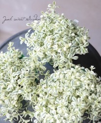 ����͡��إ��������ԥ���ۥ磻�ȡ�