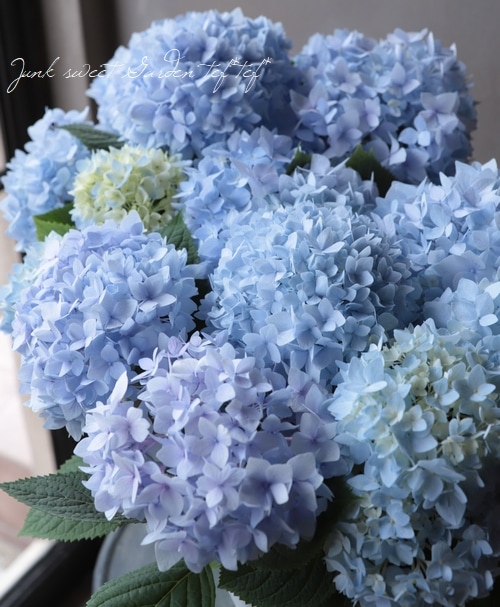 二季咲き紫陽花 エンドレスサマー ブルー すべての商品 Junk Sweet Garden Tef Tef