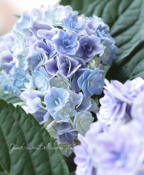 コンパクト星咲き紫陽花 ユーミー・エクスプレス 『プリンセス