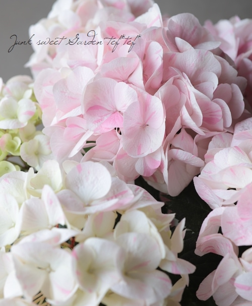紫陽花・ルミエール 『愛華』 絞り模様 | Flower Species,アジサイ