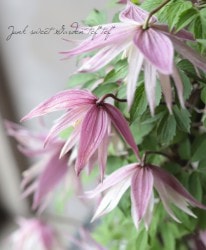 ����ޥ��������ȥ饲�ͷϡ��إ��饰�����ɡ�