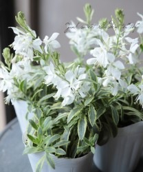 �����ꥬ���顡�إޥ�����ǥ��١�