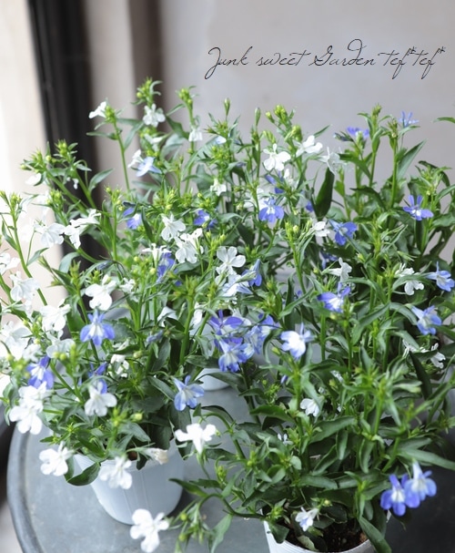 宿根ロベリア 夏子 スウィートブルー ピュアホワイト ｍｉｘ植え すべての商品 Junk Sweet Garden Tef Tef