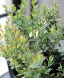 �ͥ��ƥ��֥֥롼�٥꡼���վ޲��͹⡪�إץ�ƥ���