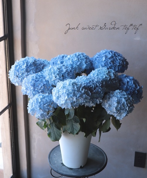 特大鉢】 プレミアムあじさい 『レオン』 | Flower Species,アジサイ