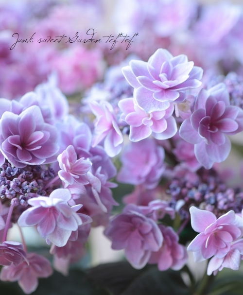 紫陽花 『ティンカーベル』 | すべての商品 | | Junk sweet Garden tef