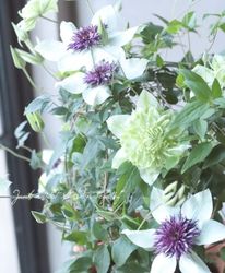 Flower Species,クレマチス | Junk sweet Garden tef*tef*
