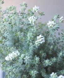 �����������إҥ륹������