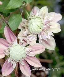 ����ޥ������إ��祻�ե����̡١�Ȭ�ť���ƥ�������