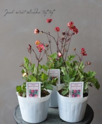 ȾȬź餭ࡡإե졼ࡦ֡ѥå