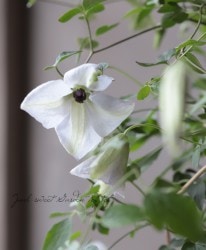 ����ޥ������إ���С��饰����ꥢ�󥹡�