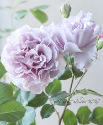 Flower Species,バラ苗 | Junk sweet Garden tef*tef*