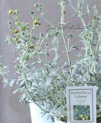 ݥƥƥ顡إ֥١С꡼