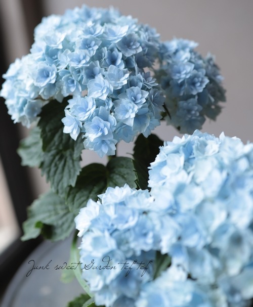 紫陽花 ユーミー トゥギャザー 水色 Flower Species アジサイ Junk Sweet Garden Tef Tef