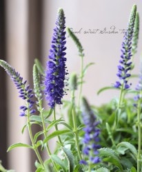 �٥��˥����إޥ�ϥå���֥롼��