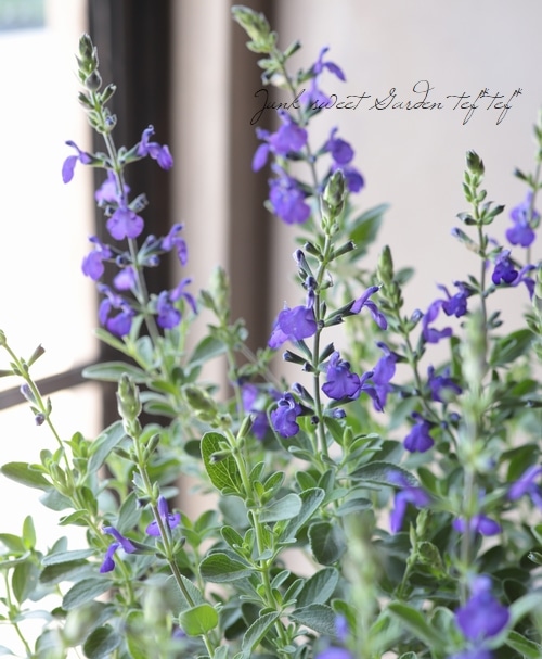 宿根サルビア ブルーノート チェリーセージ すべての商品 Junk Sweet Garden Tef Tef