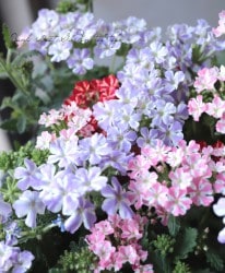 �ɺ��С��٥ʡ������ȥ�饷�꡼�����أͣɣؿ�����