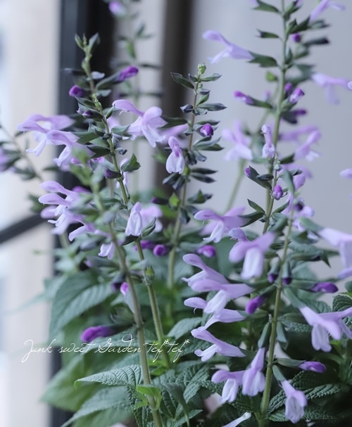 宿根サルビア 『イパネマ』 ラベンダー | すべての商品 | | Junk sweet