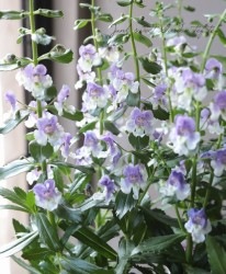 إ󥲥˥󥸥륹إ֥롼ɥۥ磻ȡ