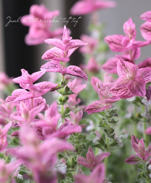 サルビア ホルミナム ペインテッドセージ ピンク すべての商品 Junk Sweet Garden Tef Tef