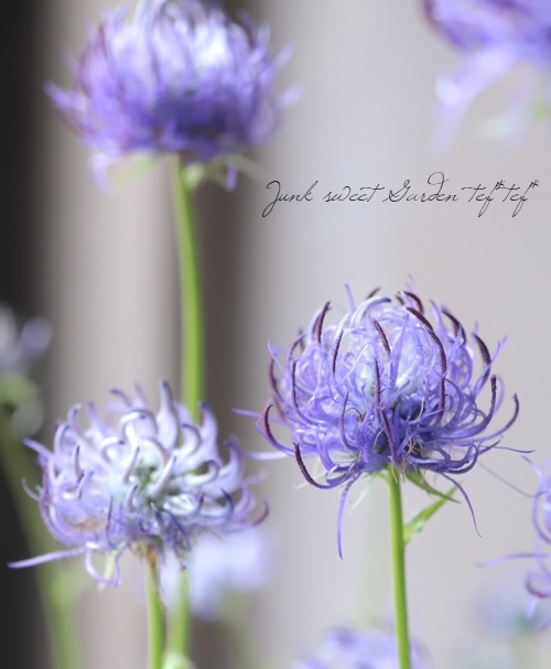 黒花タマシャジン すべての商品 Junk Sweet Garden Tef Tef 黒花タマシャジン すべての商品 Junk Sweet Garden Tef Tef