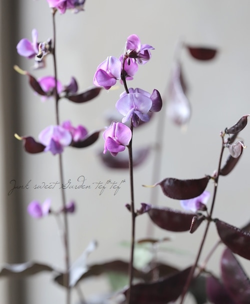 ラブトリップ 生写真 トリンプ Triumph TR0111 レッドレーベル バイ トリンプ フルカップ