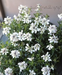 ���нɺ����٥ꥹ���إ������ȥϡ��ȡ�