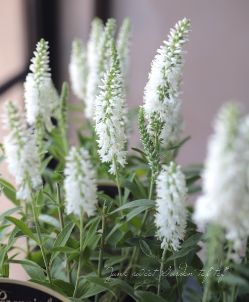 ベロニカ ユニークベイビー ホワイト すべての商品 Junk Sweet Garden Tef Tef