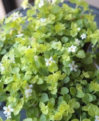 Хѡإǥ꡼֥ۥ磻ȡ