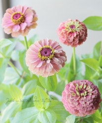 花苗 | Junk sweet Garden tef*tef*