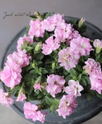 �ڥ���˥����ץ쥸�㡼���إ��֥�ڥ������ȡ�