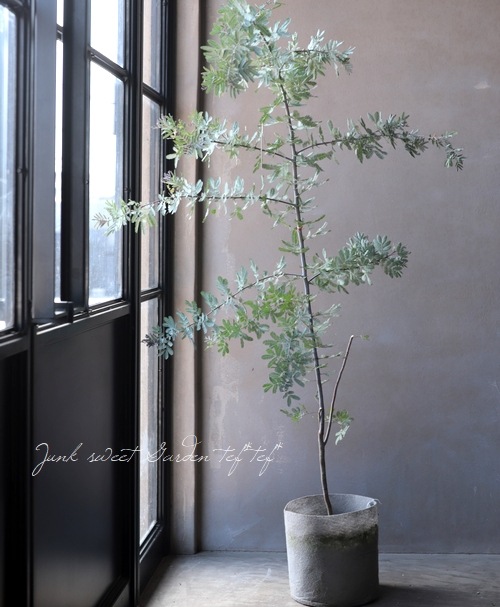 銀葉アカシア プルプレア すべての商品 Junk Sweet Garden Tef Tef 銀葉アカシア プルプレア すべての商品 Junk Sweet Garden Tef Tef